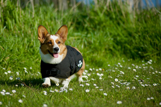 'I am NZ Farming' Dog Jacket - NZ Farming Store